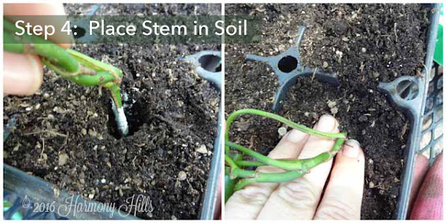 How to Propagate Plants with Rooting Powder - Click now or re-pin for later - www.HarmonyHillsHomeandGarden.com