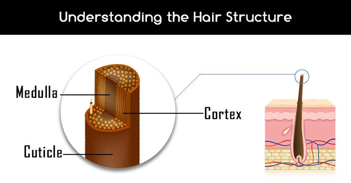 Structure of hair