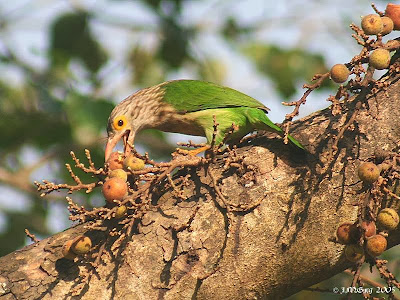 Barbudo listado Megalaima Psilopogon lineata