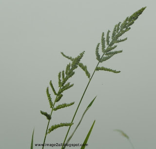 paddy flower photography