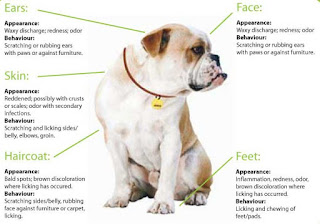 A Few Things to Know About Atopica For Dogs