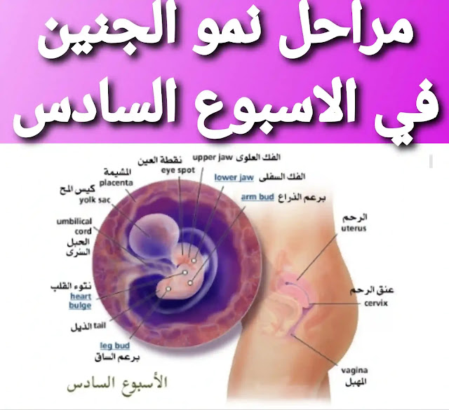 مراحل نمو الجنين بالصور أسبوعيا