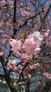 千葉県某所の桜