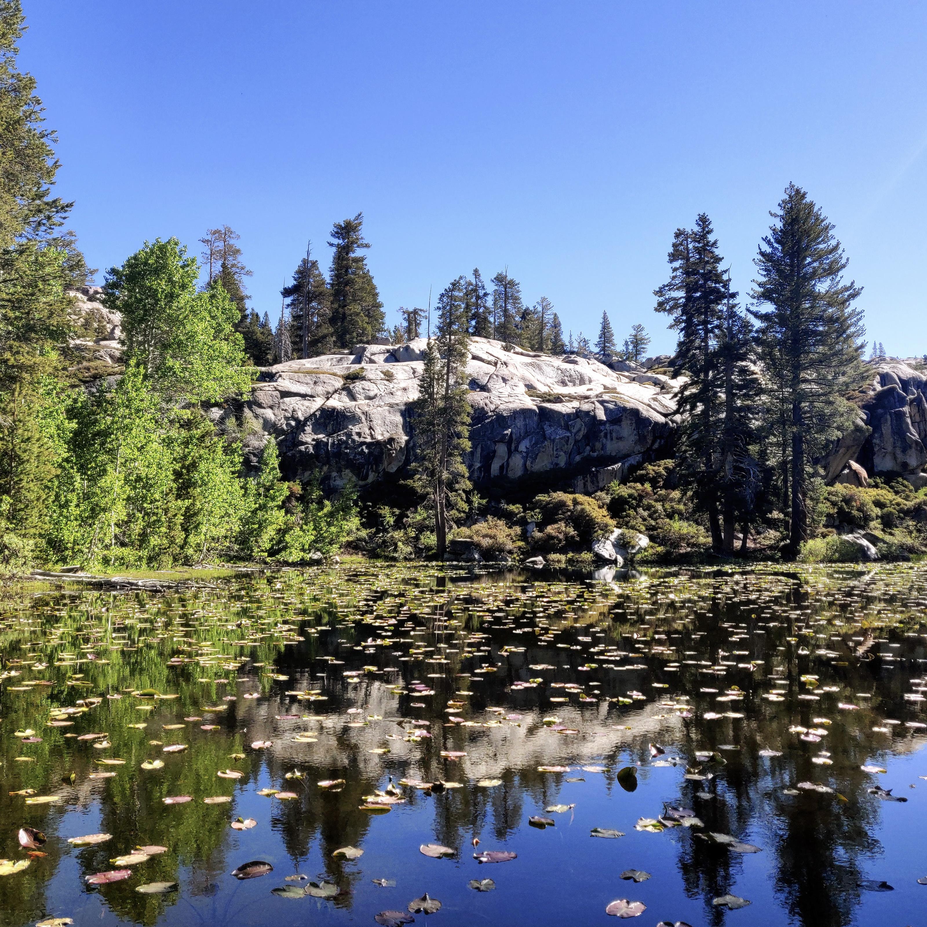 Lily Pad Lake in Emigrant Wilderness