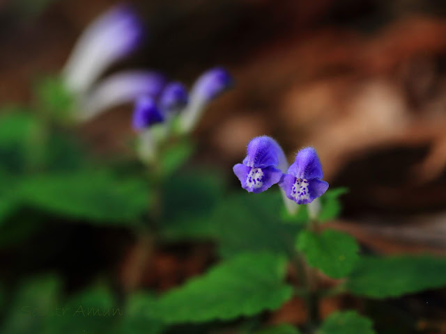 Scutellaria maekawae