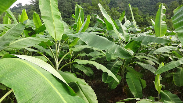banana farming, banana farming business, commercial banana farming, how to start banana farming business, banana farming for beginners, banana farming profits
