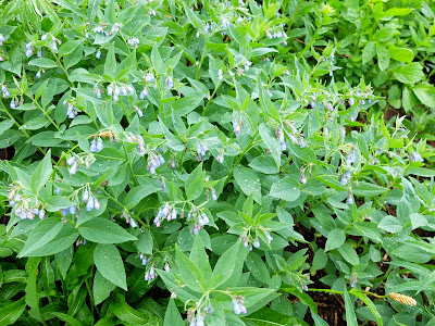 Mertensia paniculata?