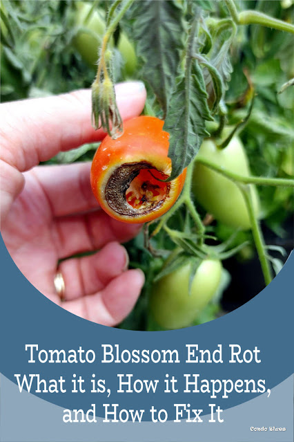 how to prevent blossom end rot in the garden