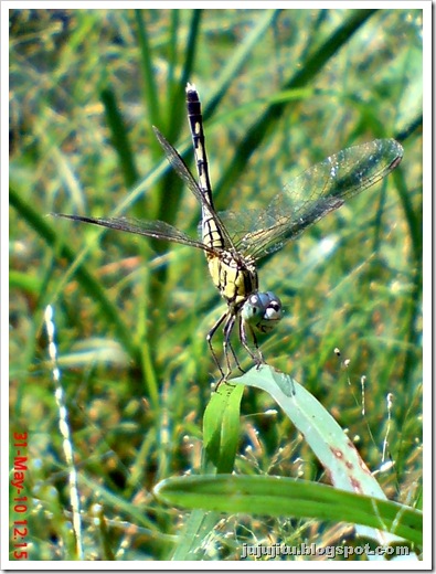 capung Diplacodes trivialis_ Chalky Percher 3
