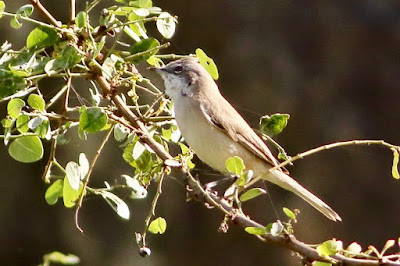 Lesser Whitethroat