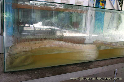 Naga Dragon Fish Photo Malaysia