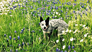A little dog enjoys the wildflowers at the ranch.