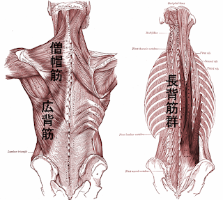 背中の筋トレメニュー完全版 広背筋 僧坊筋 脊柱起立筋の自宅 ジムの鍛え方 武器屋 Net Blog