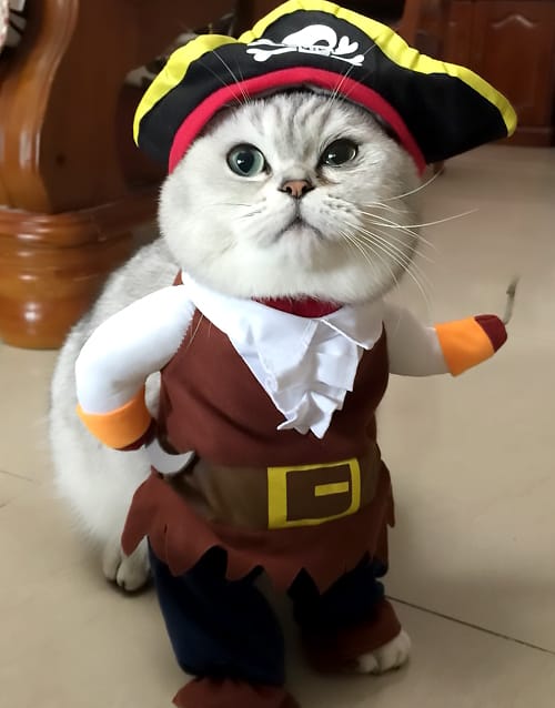 National Meow Like a Pirate Day