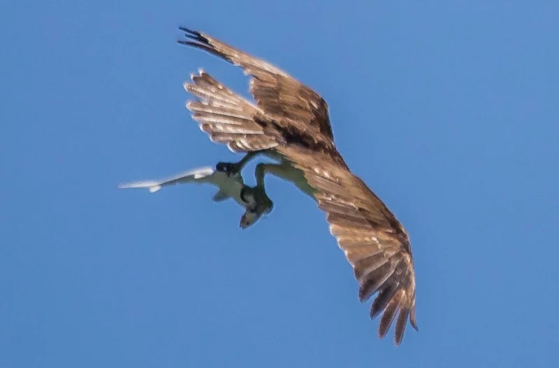 Rare Photograph Of Bird Catching A Shark That Was Catching A Fish!