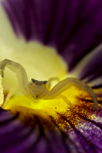 araignée misumena vatia