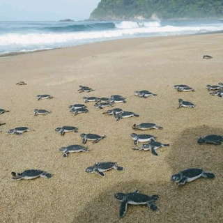 Day 3).  Release of baby turtles back to bali.