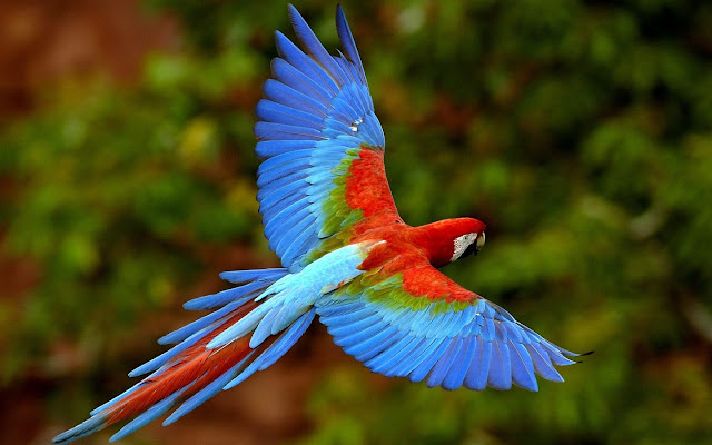 Bird Macaw