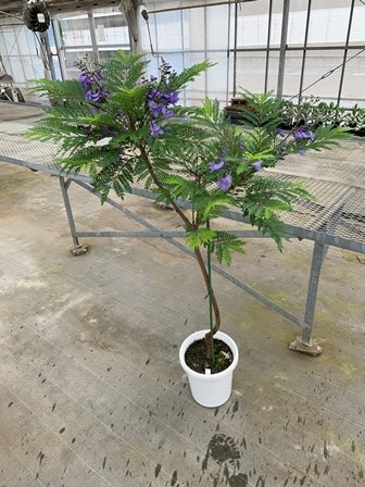 千葉大学 花卉 苗生産ブログ ジャカランダ