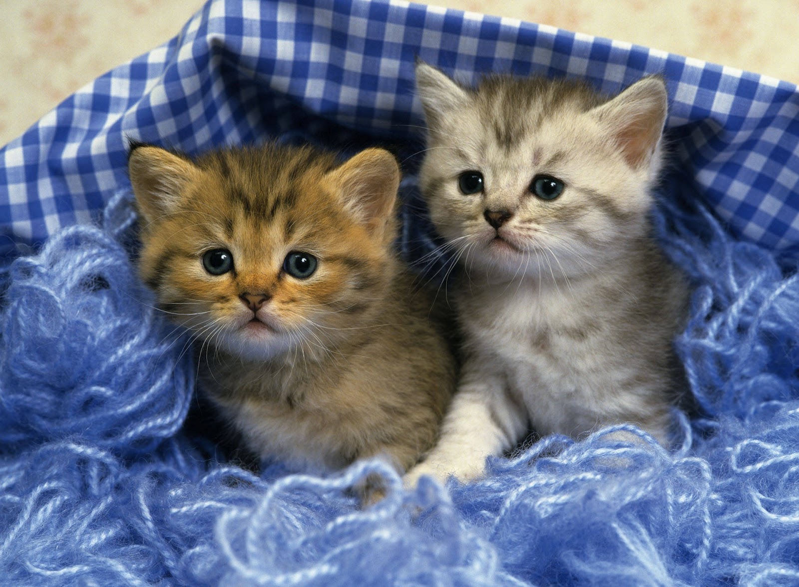 Cute Kittens