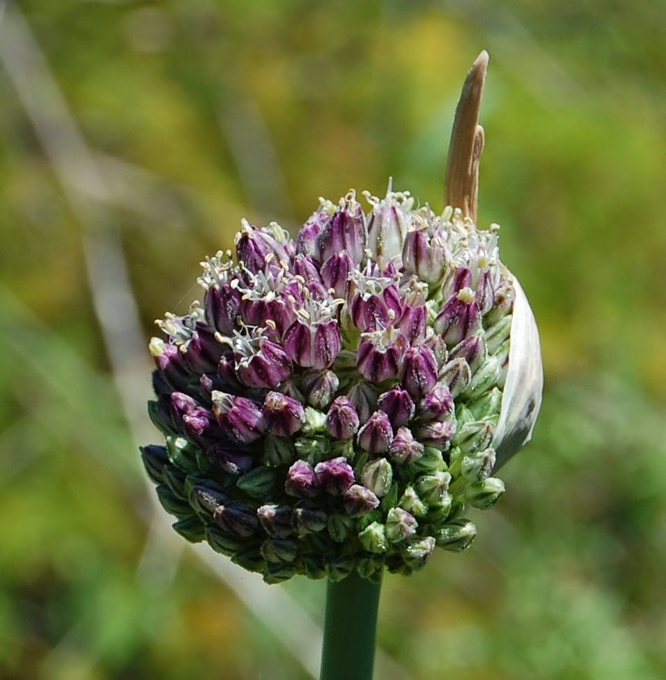 Plantas: Beleza e Diversidade: Alho-porro-bravo (Allium ...
