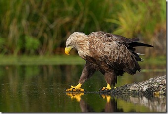 Eagle_Chongas