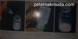 proses pengenceran sperma ayam