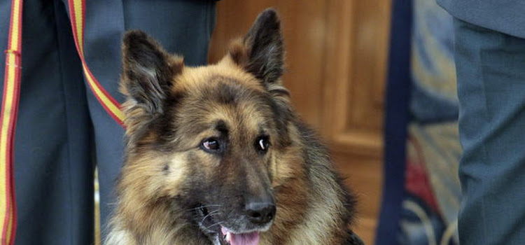 Ajax, el perro que evitó un atentado, tendrá un monumento