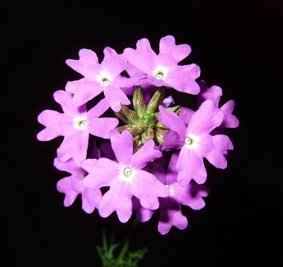 Purple Wildflower Picture