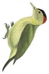 Dendropicos johnstoni