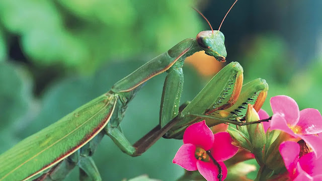 Praying Mantis