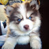  Pomsky, διασταύρωση Pomeranian-Husky