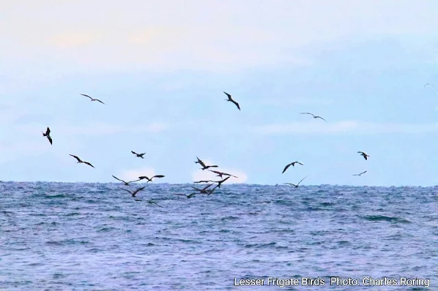 Lesser frigatebirds hovering the sea to catch fish