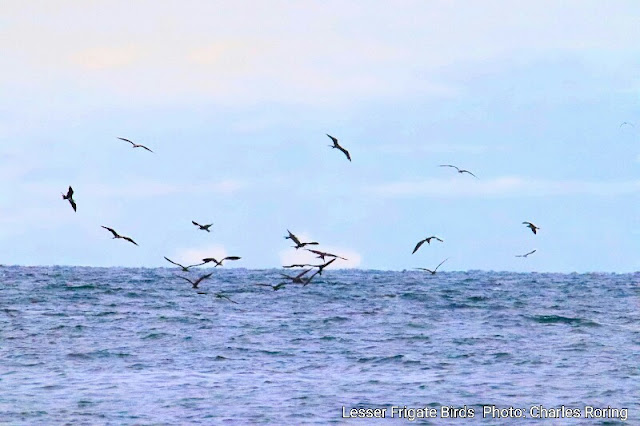 Lesser frigatebirds hovering the sea to catch fish