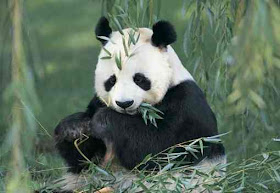 panda beer animal picture wallpaper wild rare zoo china herbivora info