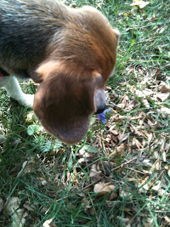 Sniffing the Flowers