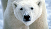 #13 Polar Bear Wallpaper