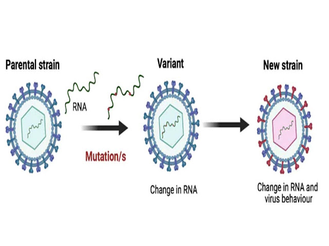 कोरोनावायरस का नया वेरिएंट :BF.7 वेरिएंट | Corona New Variant Details in Hindi