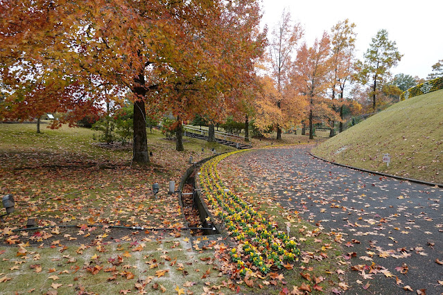 鳥取県西伯郡南部町鶴田　とっとり花回廊　紅葉