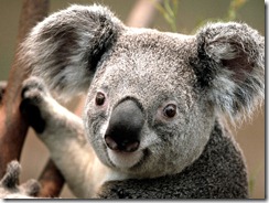 Koala fade in