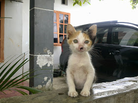 foto anak kucing domestik