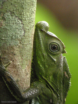 Hump-nosed Lizard - female digi-scoped. This too has mosquitos on it