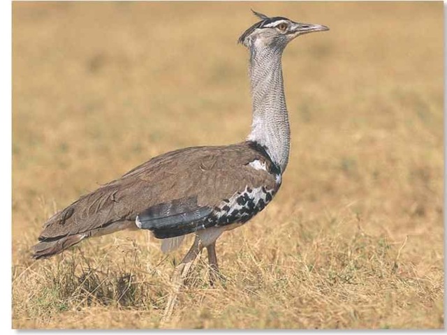 Kori Bustard Birds