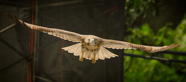 Tompkins Square red-tailed hawk fledgling