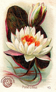 pond lilies image print artwork antique illustration clipart