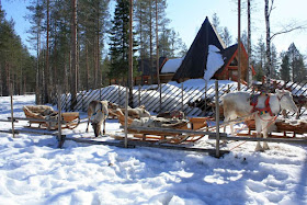  Trineo tirado por renos en Laponia