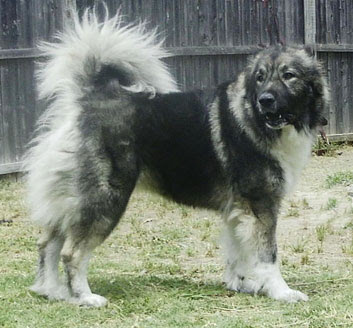 Caucasian Mountain Dog