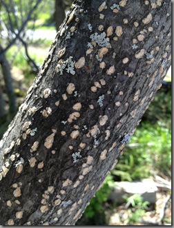 alder bark with lenticels and lichen