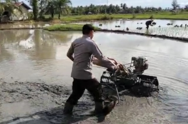 Dekat Dengan Petani, Kanit Binmas Polsek Nurussalam Polres Aceh Timur Ikut Bantu Membajak Sawah