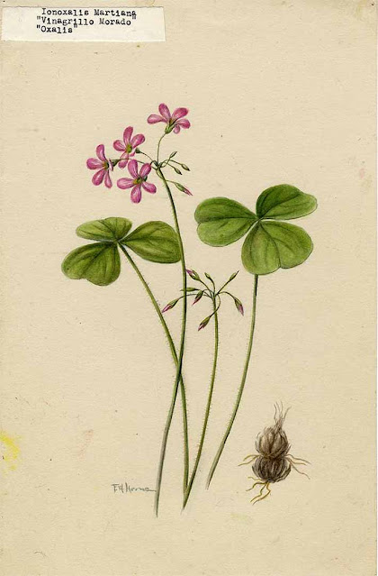 Кислица слабая / Кислица щитковидная (Oxalis debilis, =Oxalis corymbosa)